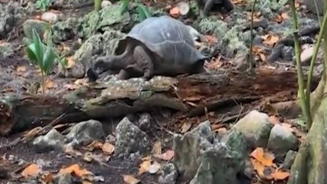 Kaplumbağa bir anda canavara döndü! Ağzına aldığı gibi kafasını kopardı, çırpındı ama nafile… 1